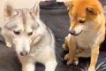 ハスキーが『柴犬の…の画像