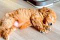 親犬の体重が3キロの…の画像