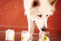 犬は人間が『糖尿病…の画像