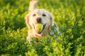 【得意な犬は優秀な…の画像