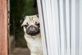 犬が飼い主を待ち伏…の画像