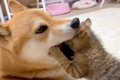 柴犬が『保護子猫の…の画像