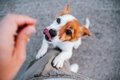 犬と暮らす上で忘れ…の画像