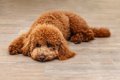 室内犬が短命になる…の画像