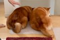 掃除機をかけていた…の画像