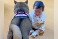 『赤ちゃんと犬が遊…の画像