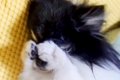 『限りなく小動物に…の画像