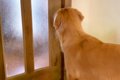 大型犬が『初めてマ…の画像