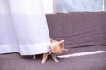 犬も人間のように『…の画像