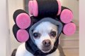 3匹の犬のために『フ…の画像