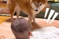 犬が"ハイハイ…の画像