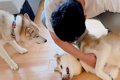 甘えるハスキー犬を…の画像