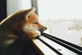 犬がみせる『寂しか…の画像