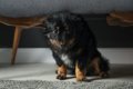 犬が『ソファの下に…の画像