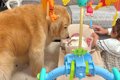 家に『赤ちゃんが遊…の画像