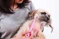 『歯磨きが嫌いな犬…の画像