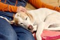 犬が『くっついてほ…の画像