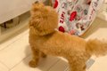 犬が大事にしていた…の画像