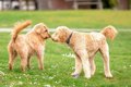 犬からウザがられる…の画像