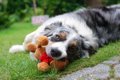 犬がぬいぐるみを片…の画像