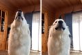 超大型犬が披露する…の画像