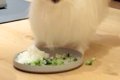 食事中、犬の顔が汚…の画像
