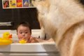 お風呂が大嫌いなは…の画像