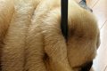 床で寝ている犬を撮…の画像