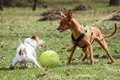 飼い主の性格や犬と…の画像