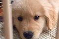 大型犬の赤ちゃんを…の画像