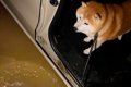 豪雨の日、晴れ間に…の画像