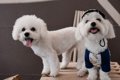 シングルコートの犬…の画像