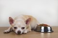 犬が急に『少食にな…の画像