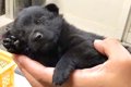 手のひらサイズの赤…の画像