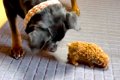 『子犬は絶対に踏ん…の画像
