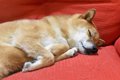 犬にも季節性うつ病…の画像