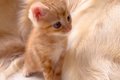 4匹の子猫のお世話を…の画像