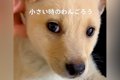 『だれですか…？』可…の画像