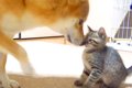 柴犬が『子猫のこと…の画像