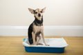 犬が『トイレの上に…の画像