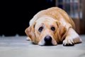 犬の気分が落ち込ん…の画像