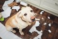 犬がストレスを感じ…の画像