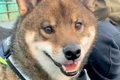 ゴキゲンで散歩して…の画像