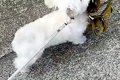 散歩中に『おおきな…の画像