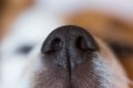 犬が『鼻をフンフン…の画像