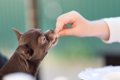 犬に『そうめん』を…の画像