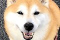 信号待ち中、おばあ…の画像
