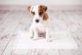 愛犬がトイレをうま…の画像