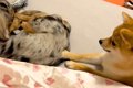 『絶対にママの腕枕…の画像