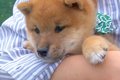 赤ちゃん犬が『抱っ…の画像